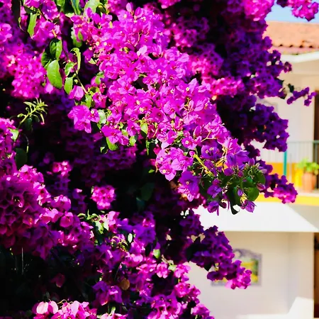 Costa Brava Alojamento Benedita